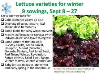 Lettuce varieties for winter
9 sowings, Sept 8 – 27
For winter we look for
 Cold-tolerance above all else
 Diversity of ...