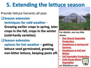 5. Extending the lettuce season
Provide lettuce harvests all year.
Season extension
techniques for cold weather -
Growing...