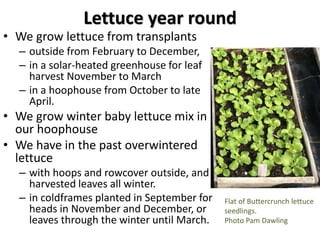 Lettuce year round
• We grow lettuce from transplants
– outside from February to December,
– in a solar-heated greenhouse ...