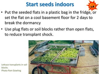Start seeds indoors
• Put the seeded flats in a plastic bag in the fridge, or
set the flat on a cool basement floor for 2 ...