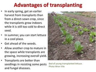 Advantages of transplanting
• In early spring, get an earlier
harvest from transplants than
from a direct-sown crop, since...