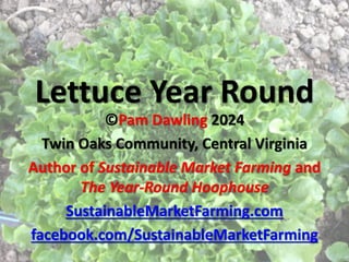 Lettuce Year Round
©Pam Dawling 2024
Twin Oaks Community, Central Virginia
Author of Sustainable Market Farming and
The Year-Round Hoophouse
SustainableMarketFarming.com
facebook.com/SustainableMarketFarming
 