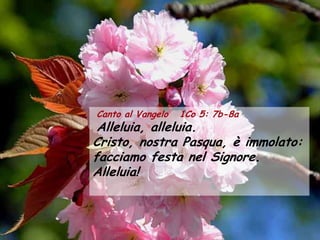 Canto al Vangelo   1Co 5: 7b-8a
 Alleluia, alleluia.
Cristo, nostra Pasqua, è immolato:
facciamo festa nel Signore.
Alleluia!
 
