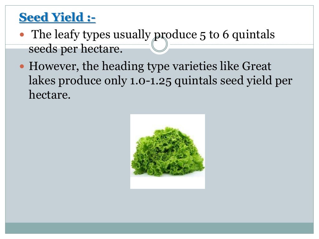 BOTANICAL DESCRIPTION AND CULTIVATION of LETTUCE . production techno…