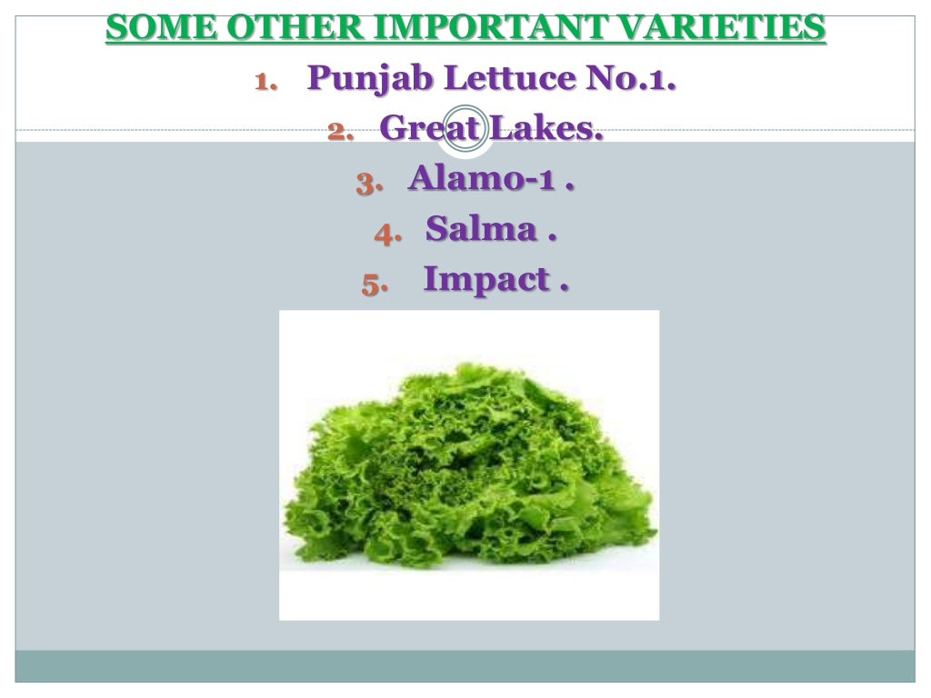 BOTANICAL DESCRIPTION AND CULTIVATION of LETTUCE . production techno…