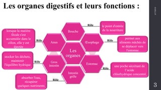 Les
organes
Bouche
Œsophage
Estomac
Intestin
grêle
Gros
intestin
Anus
2/17/2019
3
Les organes digestifs et leurs fonctions :
le point d'entrée
de la nourriture
permet aux
aliments mâchés de
se déplacer vers
l'estomac
une poche sécrétant de
l’acide
chlorhydrique concentré
absorber l'eau,
récupérer
quelques nutriments
stocker les déchets,
maintenir
l'équilibre hydrique
lorsque la matière
fécale s'est
accumulée dans le
côlon, elle y est
éjectée
Rôle
Rôle
Rôle
Rôle
Rôle
Rôle