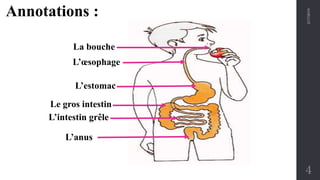 2/17/2019
4
La bouche
L’œsophage
L’estomac
Le gros intestin
L’intestin grêle
L’anus
Annotations :