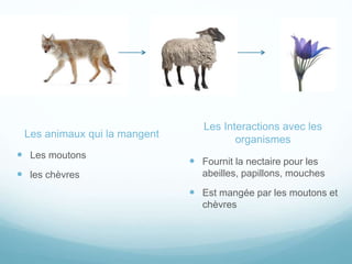 Les animaux qui la mangent
 Les moutons
 les chèvres
Les Interactions avec les
organismes
 Fournit la nectaire pour les
abeilles, papillons, mouches
 Est mangée par les moutons et
chèvres
 