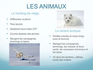 LES ANIMAUX
Le harfang de neige
 Différentes couleurs
 Yeux jaunes
 Deplacent leurs tetes 270°
 Couche épaisse des plumes
 Mangent les campagnols,
lemmings et lapins
Le renard arctique
 Oreilles courtes et corps longs
avec la fourrure
 Mangent les campagnols,
lemmings, les oiseaux et leurs
oeufs, les carcasses d’animaux et
les baies
 Vit dans les tanières, collines,
bords des rivières
 