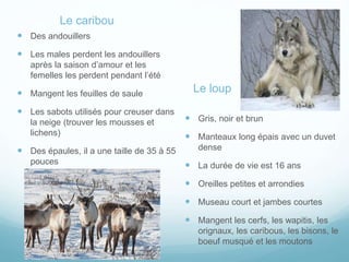 Le caribou
Le loup
 Gris, noir et brun
 Manteaux long épais avec un duvet
dense
 La durée de vie est 16 ans
 Oreilles petites et arrondies
 Museau court et jambes courtes
 Mangent les cerfs, les wapitis, les
orignaux, les caribous, les bisons, le
boeuf musqué et les moutons
 Des andouillers
 Les males perdent les andouillers
après la saison d’amour et les
femelles les perdent pendant l’été
 Mangent les feuilles de saule
 Les sabots utilisés pour creuser dans
la neige (trouver les mousses et
lichens)
 Des épaules, il a une taille de 35 à 55
pouces
 
