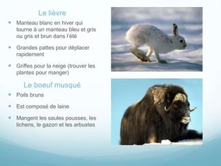 Le lièvre
 Manteau blanc en hiver qui
tourne à un manteau bleu et gris
ou gris et brun dans l’été
 Grandes pattes pour déplacer
rapidement
 Griffes pour la neige (trouver les
plantes pour manger)
Le boeuf musqué
 Poils bruns
 Est composé de laine
 Mangent les saules pousses, les
lichens, le gazon et les arbustes
 