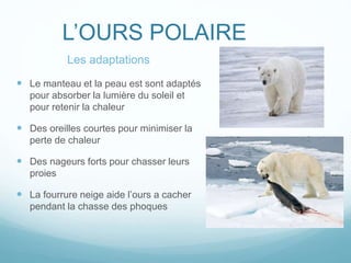 L’OURS POLAIRE
 Le manteau et la peau est sont adaptés
pour absorber la lumière du soleil et
pour retenir la chaleur
 Des oreilles courtes pour minimiser la
perte de chaleur
 Des nageurs forts pour chasser leurs
proies
 La fourrure neige aide l’ours a cacher
pendant la chasse des phoques
Les adaptations
 