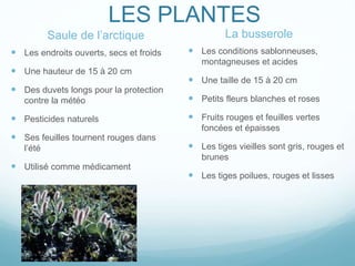 Saule de l’arctique
 Les endroits ouverts, secs et froids
 Une hauteur de 15 à 20 cm
 Des duvets longs pour la protection
contre la météo
 Pesticides naturels
 Ses feuilles tournent rouges dans
l’été
 Utilisé comme médicament
La busserole
 Les conditions sablonneuses,
montagneuses et acides
 Une taille de 15 à 20 cm
 Petits fleurs blanches et roses
 Fruits rouges et feuilles vertes
foncées et épaisses
 Les tiges vieilles sont gris, rouges et
brunes
 Les tiges poilues, rouges et lisses
LES PLANTES
 