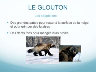LE GLOUTON
 Des grandes pattes pour rester à la surface de la neige
et pour grimper des falaises
 Des dents forts pour manger leurs proies
Les adaptations
 