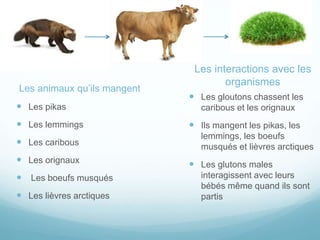 Les animaux qu’ils mangent
 Les pikas
 Les lemmings
 Les caribous
 Les orignaux
 Les boeufs musqués
 Les lièvres arctiques
Les interactions avec les
organismes
 Les gloutons chassent les
caribous et les orignaux
 Ils mangent les pikas, les
lemmings, les boeufs
musqués et lièvres arctiques
 Les glutons males
interagissent avec leurs
bébés même quand ils sont
partis
 