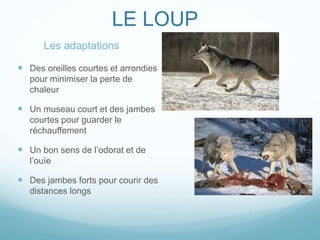 LE LOUP
 Des oreilles courtes et arrondies
pour minimiser la perte de
chaleur
 Un museau court et des jambes
courtes pour guarder le
réchauffement
 Un bon sens de l’odorat et de
l’ouïe
 Des jambes forts pour courir des
distances longs
Les adaptations
 