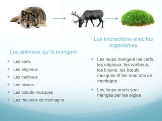 Les animaux qu’ils mangent
 Les cerfs
 Les orignaux
 Les caribous
 Les bisons
 Les boeufs musqués
 Les moutons de montagne
Les interactions avec les
organismes
 Les loups mangent les cerfs,
les orignaux, les caribous,
les bisons, les bœufs
musqués et les moutons de
montagne
 Les loups morts sont
mangés par les aigles
 