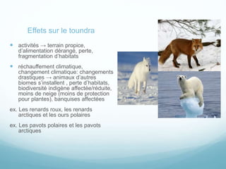 Effets sur le toundra
 activités → terrain propice,
d’alimentation dérangé, perte,
fragmentation d’habitats
 réchauffement climatique,
changement climatique: changements
drastiques → animaux d’autres
biomes s’installent , perte d’habitats,
biodiversité indigène affectée/réduite,
moins de neige (moins de protection
pour plantes), banquises affectées
ex. Les renards roux, les renards
arctiques et les ours polaires
ex. Les pavots polaires et les pavots
arctiques
 