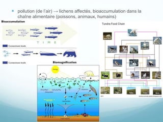  pollution (de l’air) → lichens affectés, bioaccumulation dans la
chaîne alimentaire (poissons, animaux, humains)
 