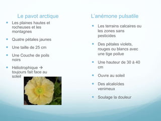 Le pavot arctique
 Les plaines hautes et
rocheuses et les
montagnes
 Quatre pétales jaunes
 Une taille de 25 cm
 Une Couche de poils
noirs
 Héliotrophique 
toujours fait face au
soleil
L’anémone pulsatile
 Les terrains calcaires ou
les zones sans
pesticides
 Des pétales violets,
rouges ou blancs avec
une tige poilue
 Une hauteur de 30 à 40
cm
 Ouvre au soleil
 Des alcaloïdes
venimeux
 Soulage la douleur
 