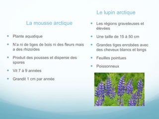 La mousse arctique
 Plante aquatique
 N’a ni de tiges de bois ni des fleurs mais
a des rhizoïdes
 Produit des pousses et disperse des
spores
 Vit 7 à 9 années
 Grandit 1 cm par année
Le lupin arctique
 Les régions graveleuses et
élevées
 Une taille de 15 à 50 cm
 Grandes tiges enrobées avec
des cheveux blancs et longs
 Feuilles pointues
 Poissonneux
 
