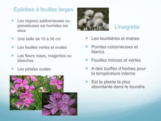 Épilobes à feuilles larges
 Les régions sablonneuses ou
graveleuses soi humides soi
secs
 Une taille de 10 à 50 cm
 Les feuilles vertes et ovales
 Les fleurs roses, magentas ou
blanches
 Les pétales ovales
Linaigrette
 Les tourbières et marais
 Pointes cotonneuses et
blancs
 Feuilles minces et vertes
 A des touffes d’herbes pour
la température interne
 Est la plante la plus
abondante dans le toundra
 