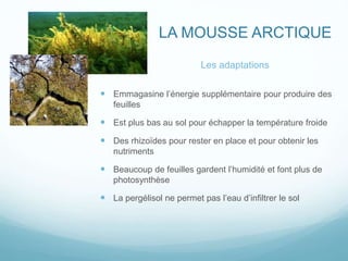 LA MOUSSE ARCTIQUE
Les adaptations
 Emmagasine l’énergie supplémentaire pour produire des
feuilles
 Est plus bas au sol pour échapper la température froide
 Des rhizoïdes pour rester en place et pour obtenir les
nutriments
 Beaucoup de feuilles gardent l’humidité et font plus de
photosynthèse
 La pergélisol ne permet pas l’eau d’infiltrer le sol
 