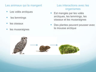  Est mangée par les volés
arctiques, les lemmings, les
oiseaux et les musaraignes
 Des plantes peuvent pousser avec
la mousse arctique
 Les volés arctiques
 les lemmings
 les oiseaux
 les musaraignes
Les animaux qui la mangent Les interactions avec les
organismes
 
