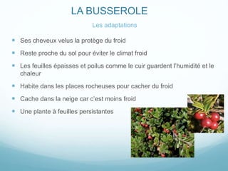 LA BUSSEROLE
Les adaptations
 Ses cheveux velus la protège du froid
 Reste proche du sol pour éviter le climat froid
 Les feuilles épaisses et poilus comme le cuir guardent l’humidité et le
chaleur
 Habite dans les places rocheuses pour cacher du froid
 Cache dans la neige car c’est moins froid
 Une plante à feuilles persistantes
 