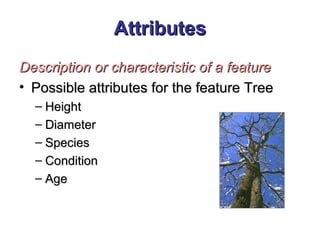AttributesAttributes
Description or characteristic of a featureDescription or characteristic of a feature
• Possible attributes for the feature TreePossible attributes for the feature Tree
– HeightHeight
– DiameterDiameter
– SpeciesSpecies
– ConditionCondition
– AgeAge
 