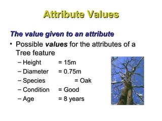 Attribute ValuesAttribute Values
The value given to an attributeThe value given to an attribute
• PossiblePossible valuesvalues for the attributes of afor the attributes of a
Tree featureTree feature
– HeightHeight = 15m= 15m
– DiameterDiameter = 0.75m= 0.75m
– SpeciesSpecies = Oak= Oak
– ConditionCondition = Good= Good
– AgeAge = 8 years= 8 years
 