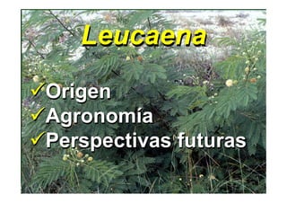 Leucaena
Origen
Agronomía
Agronomía
Perspectivas futuras
 