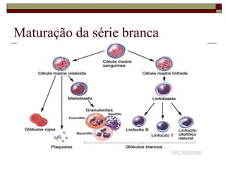 Maturação da série branca
 