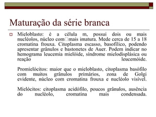 Maturação da série branca
   Mieloblasto: é a célula m, possui dois ou mais
    nucléolos, núcleo com  mais imatura. Mede cerca de 15 a 18
    cromatina frouxa. Citoplasma escasso, basofílico, podendo
    apresentar grânulos e bastonetes de Auer. Podem indicar no
    hemograma leucemia mielóide, síndrome mielodisplásica ou
    reação                                         leucemóide.
    Promielócitos: maior que o mieloblasto, citoplasma basófilo
    com muitos grânulos primários, zona de Golgi
    evidente, núcleo com cromatina frouxa e nucléolo visível.
    Mielócitos: citoplasma acidófilo, poucos grânulos, ausência
    do      nucléolo,     cromatina      mais      condensada.
 