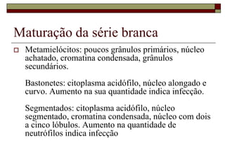Maturação da série branca
   Metamielócitos: poucos grânulos primários, núcleo
    achatado, cromatina condensada, grânulos
    secundários.
    Bastonetes: citoplasma acidófilo, núcleo alongado e
    curvo. Aumento na sua quantidade indica infecção.
    Segmentados: citoplasma acidófilo, núcleo
    segmentado, cromatina condensada, núcleo com dois
    a cinco lóbulos. Aumento na quantidade de
    neutrófilos indica infecção
 