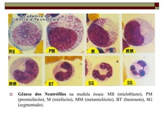   Gênese dos Neutrófilos na medula óssea: MB (mieloblasto), PM
    (promielócito), M (mielócito), MM (metamielócito), BT (bastonete), SG
    (segmentado).
 