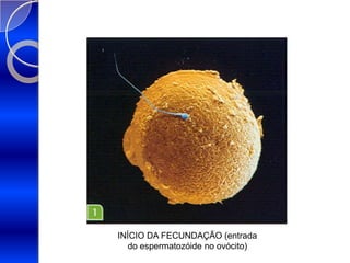 INÍCIO DA FECUNDAÇÃO (entrada do espermatozóide no ovócito) 