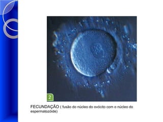 FECUNDAÇÃO ( fusão do núcleo do ovócitocom o núcleo do espermatozóide)