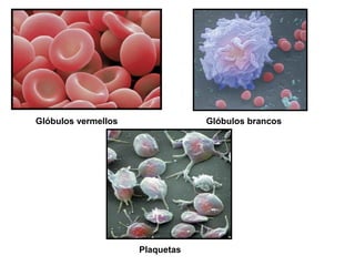 Glóbulos vermellos               Glóbulos brancos




                     Plaquetas
 