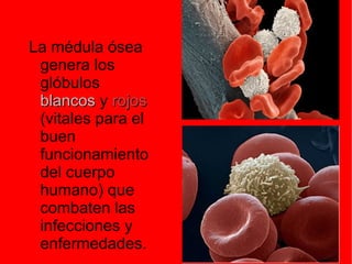 La médula ósea genera los glóbulos  blancos  y  rojos  (vitales para el buen funcionamiento del cuerpo humano) que combaten las infecciones y enfermedades. 