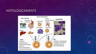 HISTOLÓGICAMENTE
 