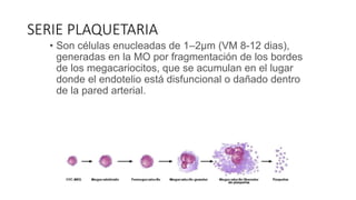 SERIE PLAQUETARIA
• Son células enucleadas de 1–2μm (VM 8-12 dias),
generadas en la MO por fragmentación de los bordes
de los megacariocitos, que se acumulan en el lugar
donde el endotelio está disfuncional o dañado dentro
de la pared arterial.
 