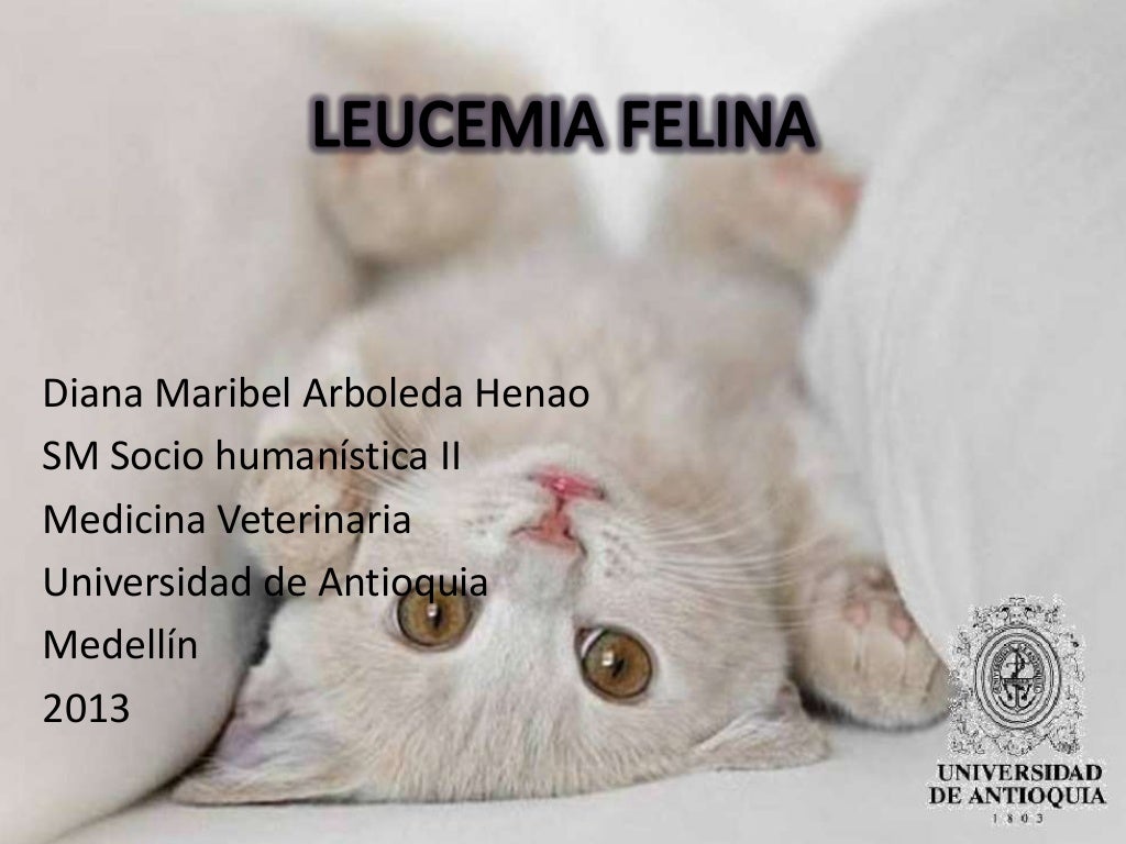 Leucemia Felina Fase Terminal Síntomas Leucemia felina