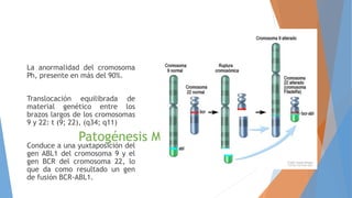 Patogénesis Molecular
La anormalidad del cromosoma
Ph, presente en más del 90%.
Translocación equilibrada de
material genético entre los
brazos largos de los cromosomas
9 y 22: t (9; 22), (q34; q11)
Conduce a una yuxtaposición del
gen ABL1 del cromosoma 9 y el
gen BCR del cromosoma 22, lo
que da como resultado un gen
de fusión BCR-ABL1.
 