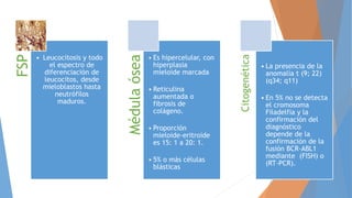FSP
• Leucocitosis y todo
el espectro de
diferenciación de
leucocitos, desde
mieloblastos hasta
neutrófilos
maduros.
Médula
ósea
• Es hipercelular, con
hiperplasia
mieloide marcada
• Reticulina
aumentada o
fibrosis de
colágeno.
• Proporción
mieloide-eritroide
es 15: 1 a 20: 1.
• 5% o más células
blásticas
Citogenética
• La presencia de la
anomalía t (9; 22)
(q34; q11)
• En 5% no se detecta
el cromosoma
Filadelfia y la
confirmación del
diagnóstico
depende de la
confirmación de la
fusión BCR-ABL1
mediante (FISH) o
(RT-PCR).
 