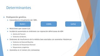 Determinantes
 Predisposición genética.
 Concordancia virtualmente del 100%.
 Mutaciones que causan LLA.
 Incidencia aumentada en síndromes con reparación defectuosas de ADN
 Anemia de Fanconi.
 Síndrome de Blomm.
 Síndromes de insuficiencia de la médula ósea asociados con anomalías ribosómicas
 Síndrome de Diamond-Blackfan
 Síndrome de Shwachman-Diamond
 Disqueratosis congénitas
 Anomalías en el número de cromosomas
RUNX1 CEBPA GATA2
 