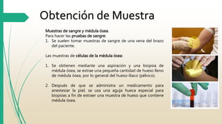 Obtención de Muestra 
Muestras de sangre y médula ósea. 
Para hacer las pruebas de sangre: 
1. Se suelen tomar muestras de sangre de una vena del brazo 
del paciente. 
Las muestras de células de la médula ósea: 
1. Se obtienen mediante una aspiración y una biopsia de 
médula ósea, se extrae una pequeña cantidad de hueso lleno 
de médula ósea, por lo general del hueso ilíaco (pélvico). 
2. Después de que se administra un medicamento para 
anestesiar la piel, se usa una aguja hueca especial para 
biopsias a fin de extraer una muestra de hueso que contiene 
médula ósea. 
 
