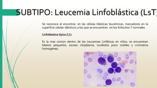 SUBTIPO: Leucemia Linfoblástica (LsT) 
Se reconoce al encontrar, en las células blásticas leucémicas, marcadores en la 
superficie celular idénticos a los que se encuentran en los linfocitos T normales. 
Linfoblastica típica (L1): 
Es la mas común dentro de las Leucemias Linfáticas en niños, se encuentran 
blastos pequeños, escaso citoplasma, nucléolos poco visibles y cromatina 
homogénea. 
 