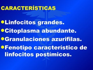 CARACTERÍSTICAS

q Linfocitos  grandes.
q Citoplasma abundante.
q Granulaciones azurifilas.
q Fenotipo característico de
  linfocitos postímicos.
 
