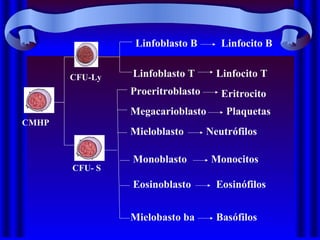 CMHP
CFU- S
CFU-Ly
Linfoblasto B
Linfoblasto T
Proeritroblasto
Megacarioblasto
Mieloblasto
Monoblasto
Eosinoblasto
Mielobasto ba
Linfocito B
Linfocito T
Eritrocito
Plaquetas
Basófilos
Eosinófilos
Monocitos
Neutrófilos
 